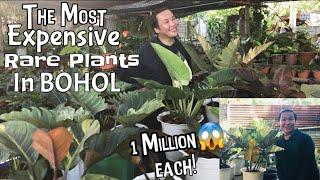 Meet The Most Expensive Rare Plants In Bohol | Variegated Black Cardinal | Caramel Marble & More