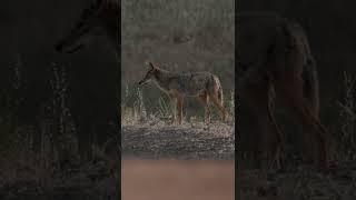 Photographing Coyotes in Northern California