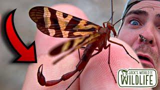 STUNG By A SCORPIONFLY??? WHAT Just HAPPENED???