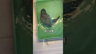 Let me show you what the bird looks like after shrinking# parrot# pet# funny #parrot #birds #pets #