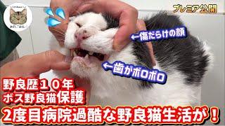 野良歴１０年超の野良猫緊急保護！2度目の病院で体がボロボロな訳とは！？【医師の解説付】