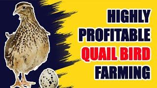 Quail Farming: Lucrative Farming in the World | Modern Agriculture