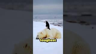 #penguinlife #penguin #cute #animals #seal #snow #animatedfilms #facts #trending #trending #travel