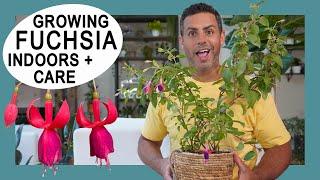 Houseplant Trends 2021: Growing Fuchsia Plants Indoors - Crucial Care and Tips #FuchsiaPlants