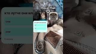 #cat #сваты6 #memes #kitten #catlover