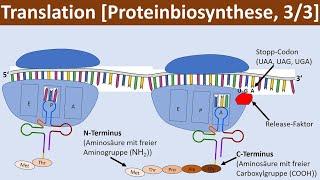 Translation - [Proteinbiosynthese, 3/3] - [Biologie, Genetik, Oberstufe]