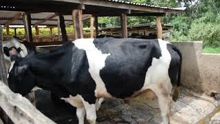 TEBATAI FARM: FROM 1 COW TO 15.