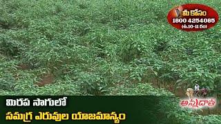 Fertiliser Management in Chilli | మిరపలో సమగ్ర ఎరువుల యాజమాన్యం