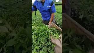 How does the farmer harvest tea with auto tea picking tools in China?