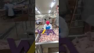 Excellent slaughter manufacturer WFA produces chicken processing slaughterhouse equipment video
