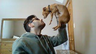 How To #Potty Train Your #Dog