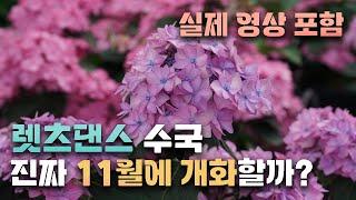 실제 모습 최초공개! JB가든센터가 천년에 한번나오는 수국이라고 부르는 이유 .. 렛츠댄스 시리즈 [동상이몽수국,김민재수국]