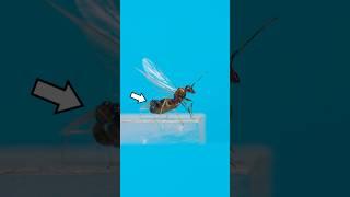 Ant Mating Flight in Slow Motion!  #insects #flyinginsects #ants