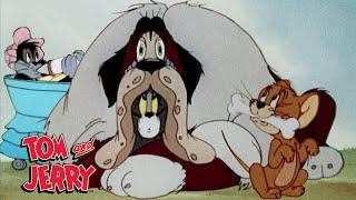 Tom & Jerry | Masters of Disguise | @GenerationWB