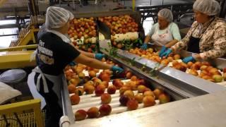 Peach Processing