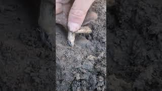 Metal Detecting The 400 Year Old Home Of An Early American Colonist!!