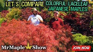 Comparing Colorful Laceleaf Japanese Maples! | Saturday Showcase