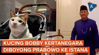 Lucunya Kucing Bobby Kertanegara Ikut Diboyong Prabowo ke Istana