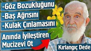 Göz Bozukluğunu, Baş Ağrısını, Kulak Çınlamasını Anında İyileştiren Mucizevi Ot