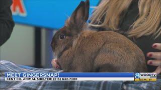 KCAS Pets of the Week: Barkley and Gingersnap