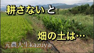 【自然農】不耕起を続けている土はどうなるのか　最後、「希望」2023年9月10日