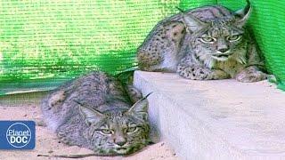 Iberian Lynx Documentary | Part 4