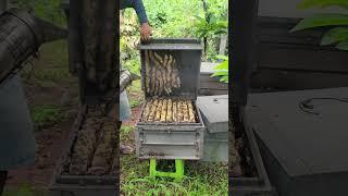 The bee species is still good to take care of. #beefeater #beekeeping