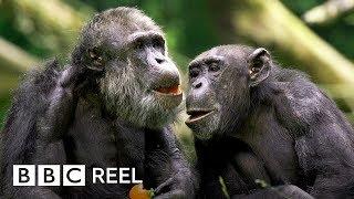 Chimpanzees are ‘just like us’  - BBC REEL