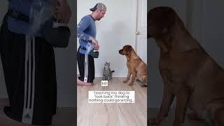 Dog uses owners trick on the cat