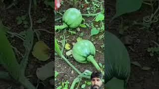 Vegetables harvesting #vegetables #cuttingskills #garden #gardentech#gardening