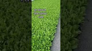 Time to Set Tobacco Plants at Home Farm | Farm Finance Doctor