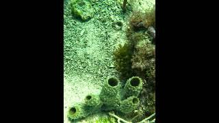 Sponge and jack-knifefish #nature #underwater #seasponge #sponge #jack-knife