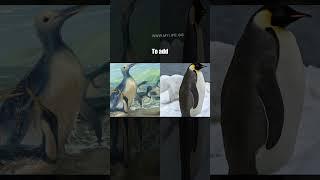 Researchers In New Zealand Have Identified The Largest Penguin In History #interesting