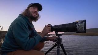 Virginia rails after sunset! Coastal California bird photography