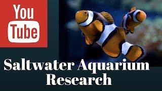 saltwater fish for beginners - start a saltwater tank - RESEARCH A LOT