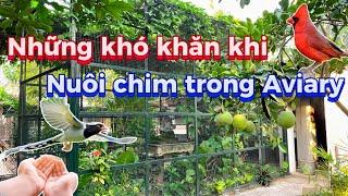 Những vấn đề quan trọng khi Chọn - Nuôi - Thả Chim Cảnh trong Aviary và Giải Pháp || Đạt Bird TV