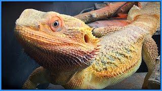 Heating and Lighting for Reptiles - My Lasting Thoughts