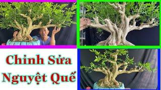 Sửa Định Hình Bước Đầu Cho Cây Nguyệt Quế Bonsai.