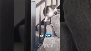 Fat Cat Gets Stuck Jumping Through Balcony Rails 