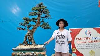 PAN CITY 346  Siêu phẩm Linh sam già chát cùng 20 combo Bonsai đủ thể loại 