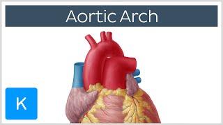 Aortic Arch: Anatomy, Branches, Function & Definition | Kenhub