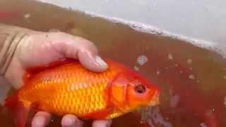 huge fantail gold fish