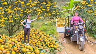 Harvesting 500KG Of Oranges By 3-Wheeled Truck Goes To Countryside Market Sell. Free Bushcraft