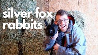 Silver Fox Rabbits | 8 reasons they are an amazing meat rabbit!