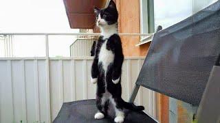 Tuxedo cat behavior!  Funny cat videos