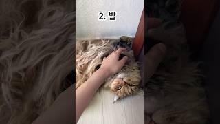 고양이가 만지면 싫어하는 부위 #고알못 #고양이일상