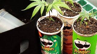 How to grow Weed in a Pringles Can – Muchie Growmie Story – Seed to Harvest - EASY Part 1