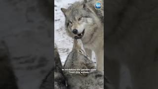 Are Those Really Dire Wolves? #shorts #direwolf #direwolves #geneticengineering #crispr