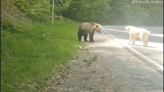 Brave Dog Scares Off Bear || ViralHog