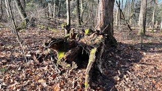 Bobcat and Fisher Trapping Log Cubby